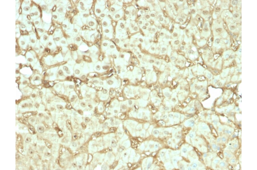 Immunohistochemistry - Anti-Albumin Antibody [rALB/6412] (A248496) - Antibodies.com