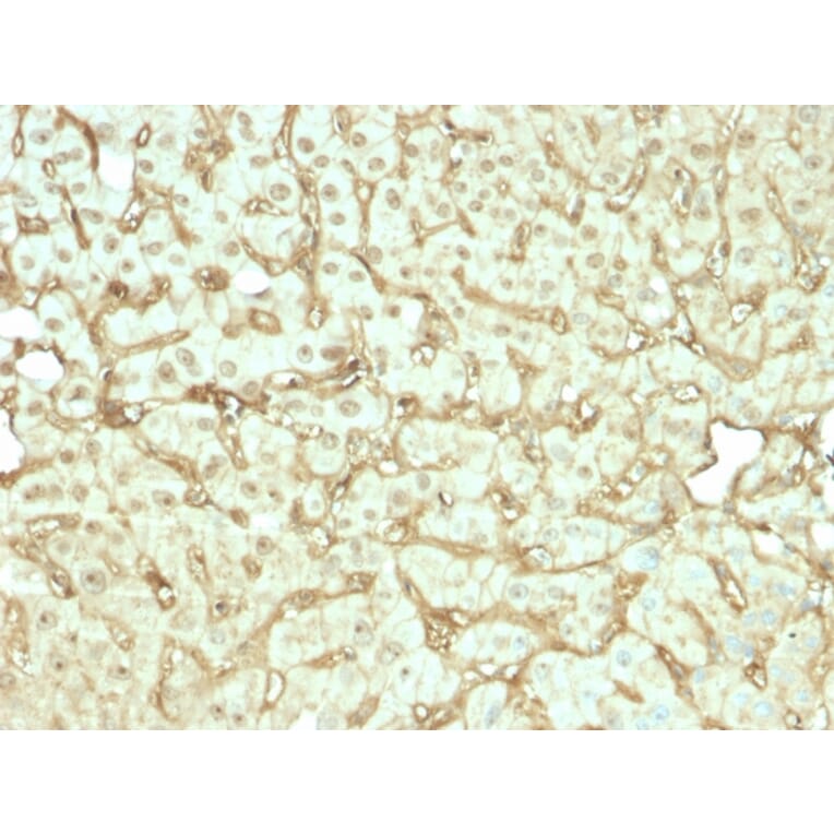 Immunohistochemistry - Anti-Albumin Antibody [rALB/6412] (A248496) - Antibodies.com