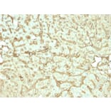 Immunohistochemistry - Anti-Albumin Antibody [rALB/6412] (A248496) - Antibodies.com