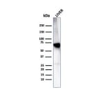Western Blot - Anti-Albumin Antibody [rALB/6414] (A248497) - Antibodies.com