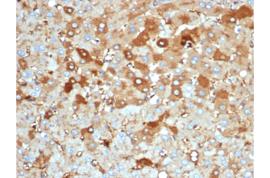 Immunohistochemistry - Anti-Albumin Antibody [rALB/6414] (A248496) - Antibodies.com
