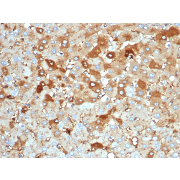 Immunohistochemistry - Anti-Albumin Antibody [rALB/6414] (A248496) - Antibodies.com