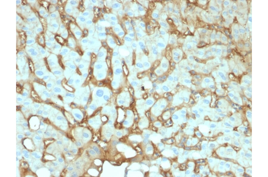 Immunohistochemistry - Anti-Albumin Antibody [ALB/2141] (A248498) - Antibodies.com