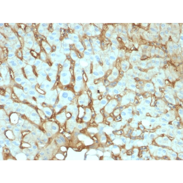 Immunohistochemistry - Anti-Albumin Antibody [ALB/2141] (A248498) - Antibodies.com
