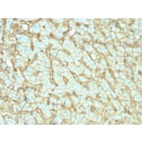 Immunohistochemistry - Anti-Albumin Antibody [ALB/2142] (A248499) - Antibodies.com