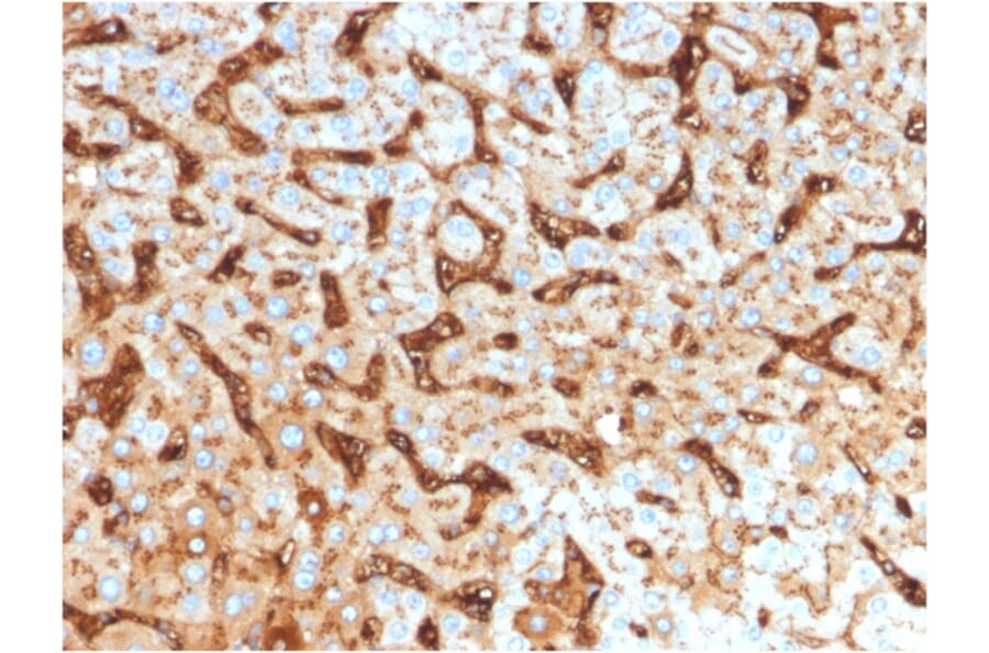 Immunohistochemistry - Anti-Albumin Antibody [ALB/2144] (A248500) - Antibodies.com