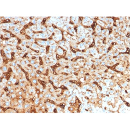 Immunohistochemistry - Anti-Albumin Antibody [ALB/2144] (A248500) - Antibodies.com