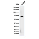 Western Blot - Anti-Albumin Antibody [ALB/2356] (A248502) - Antibodies.com