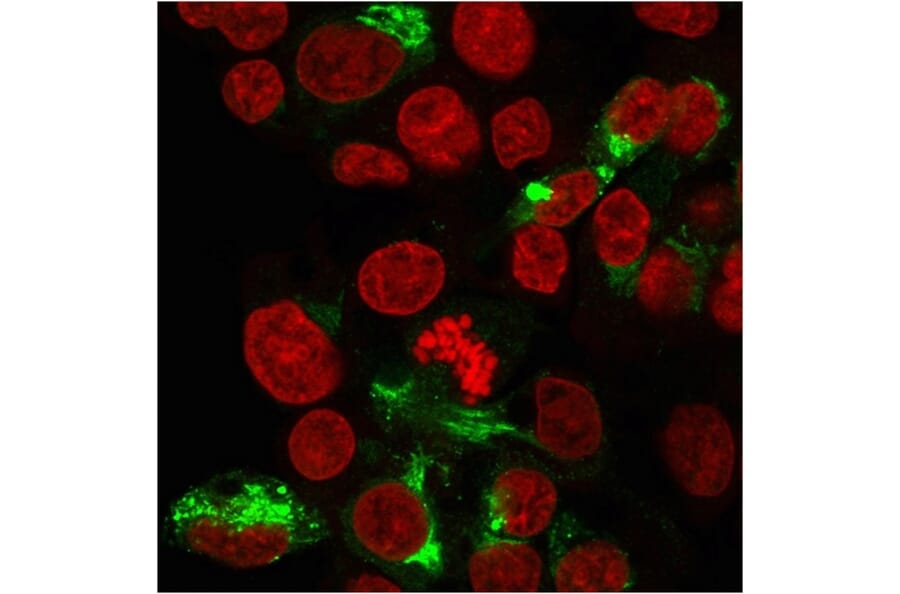 Immunofluorescence - Anti-Albumin Antibody [ALB/2356] (A248502) - Antibodies.com
