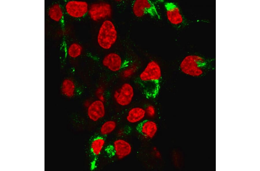 Immunofluorescence - Anti-Albumin Antibody [ALB/6413R] (A248503) - Antibodies.com