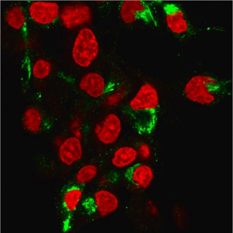 Immunofluorescence - Anti-Albumin Antibody [ALB/6413R] (A248503) - Antibodies.com