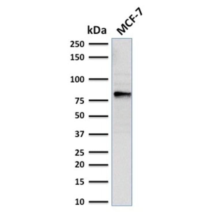 Western Blot - Anti-EZH2 Antibody [EZH2/2536] (A248506) - Antibodies.com