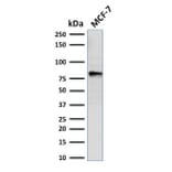 Western Blot - Anti-EZH2 Antibody [EZH2/2536] (A248506) - Antibodies.com