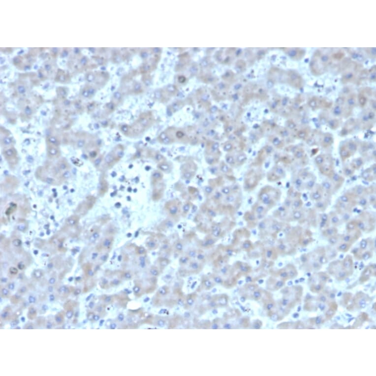 Immunohistochemistry - Anti-Coagulation Factor VII Antibody [F7/3511] (A248507) - Antibodies.com