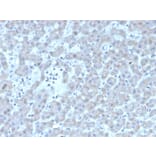 Immunohistochemistry - Anti-Coagulation Factor VII Antibody [F7/3511] (A248507) - Antibodies.com