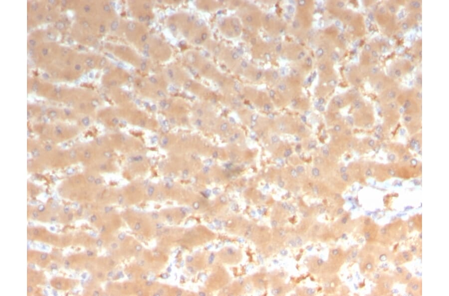 Immunohistochemistry - Anti-Coagulation Factor VII Antibody [F7/3513] (A248508) - Antibodies.com