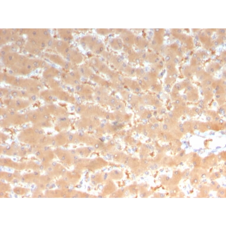 Immunohistochemistry - Anti-Coagulation Factor VII Antibody [F7/3513] (A248508) - Antibodies.com