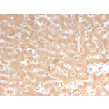 Immunohistochemistry - Anti-Coagulation Factor VII Antibody [F7/3513] (A248508) - Antibodies.com
