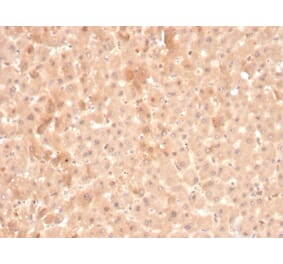 Immunohistochemistry - Anti-Coagulation Factor VII Antibody [F7/3516] (A248509) - Antibodies.com