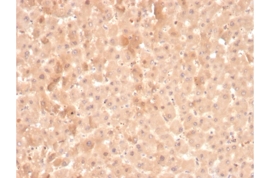 Immunohistochemistry - Anti-Coagulation Factor VII Antibody [F7/3516] (A248509) - Antibodies.com