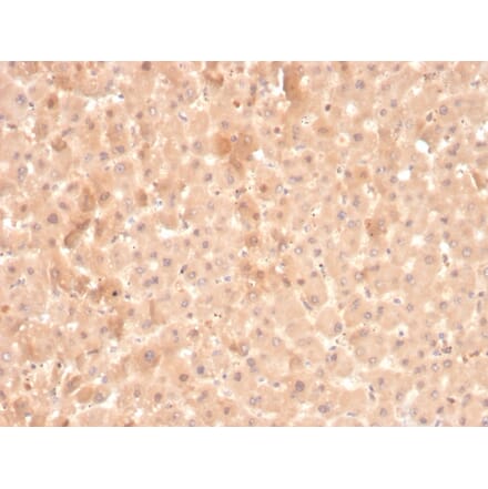 Immunohistochemistry - Anti-Coagulation Factor VII Antibody [F7/3516] (A248509) - Antibodies.com