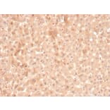 Immunohistochemistry - Anti-Coagulation Factor VII Antibody [F7/3516] (A248509) - Antibodies.com