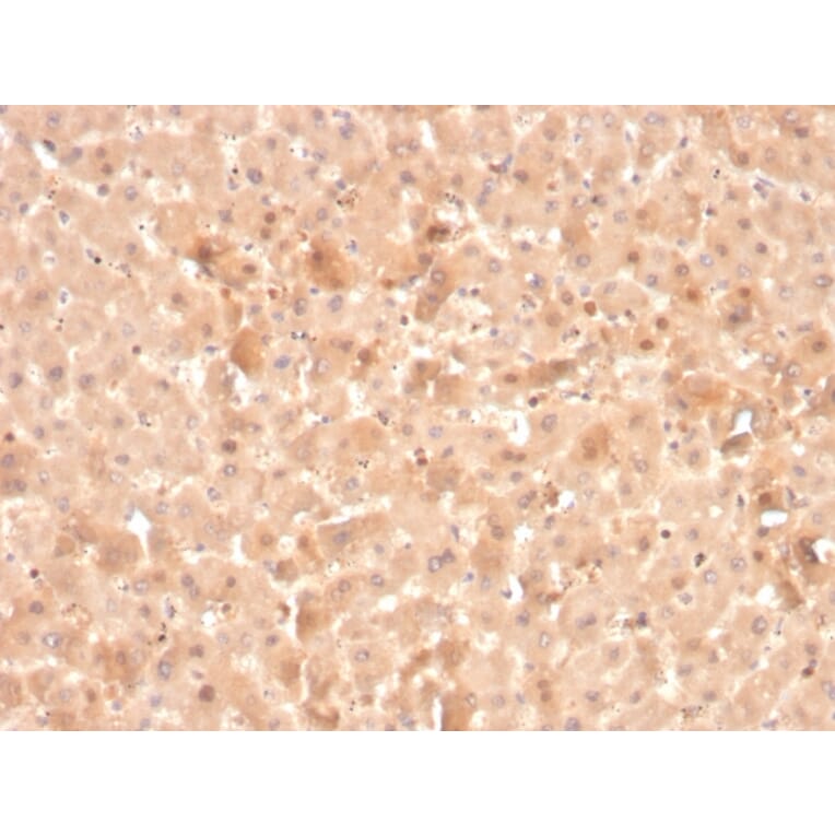 Immunohistochemistry - Anti-Coagulation Factor VII Antibody [F7/3516] (A248509) - Antibodies.com