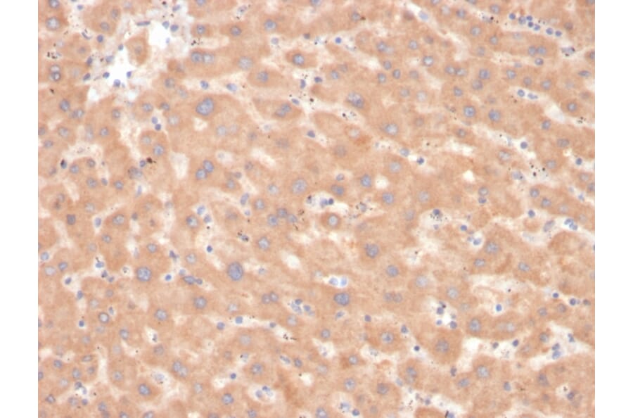 Immunohistochemistry - Anti-Coagulation Factor VII Antibody [F7/3618] (A248510) - Antibodies.com