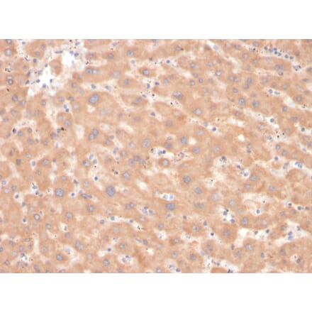 Immunohistochemistry - Anti-Coagulation Factor VII Antibody [F7/3618] (A248510) - Antibodies.com
