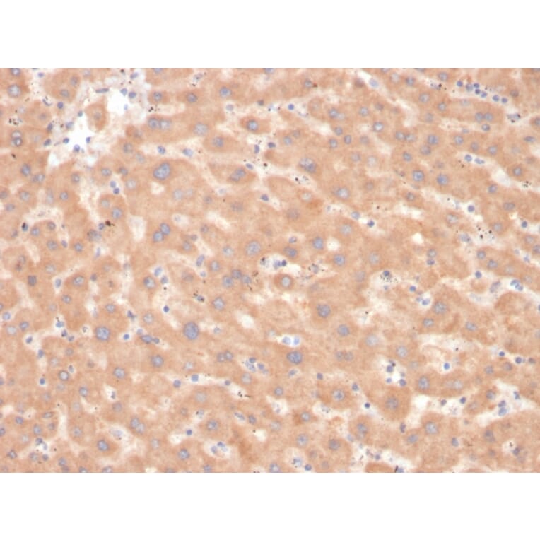 Immunohistochemistry - Anti-Coagulation Factor VII Antibody [F7/3618] (A248510) - Antibodies.com