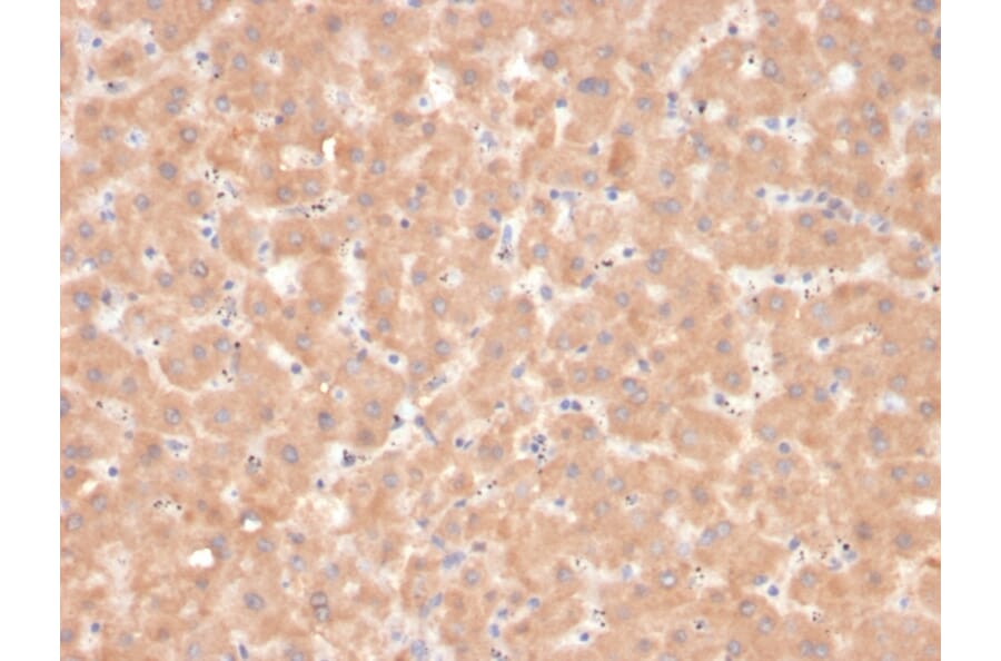 Immunohistochemistry - Anti-Coagulation Factor VII Antibody [F7/3618] (A248510) - Antibodies.com