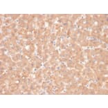 Immunohistochemistry - Anti-Coagulation Factor VII Antibody [F7/3618] (A248510) - Antibodies.com