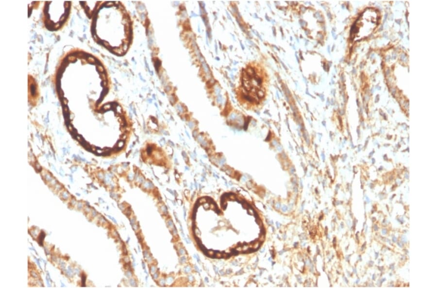 Immunohistochemistry - Anti-FABP1 Antibody [FABP1/3483] (A248517) - Antibodies.com
