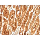 Immunohistochemistry - Anti-FABP1 Antibody [FABP1/3487] (A248520) - Antibodies.com