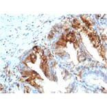 Immunohistochemistry - Anti-FABP5 Antibody [rFABP5/6354] (A248526) - Antibodies.com