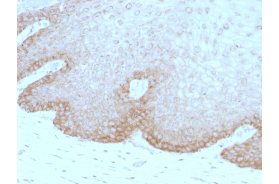 Immunohistochemistry - Anti-FAT2 Antibody [8C5] (A248528) - Antibodies.com
