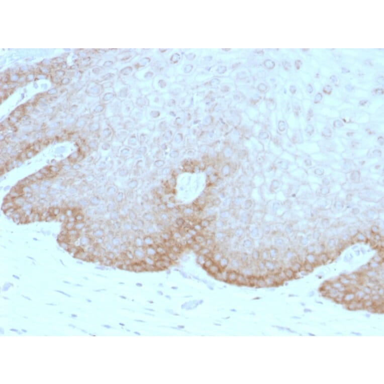 Immunohistochemistry - Anti-FAT2 Antibody [8C5] (A248528) - Antibodies.com