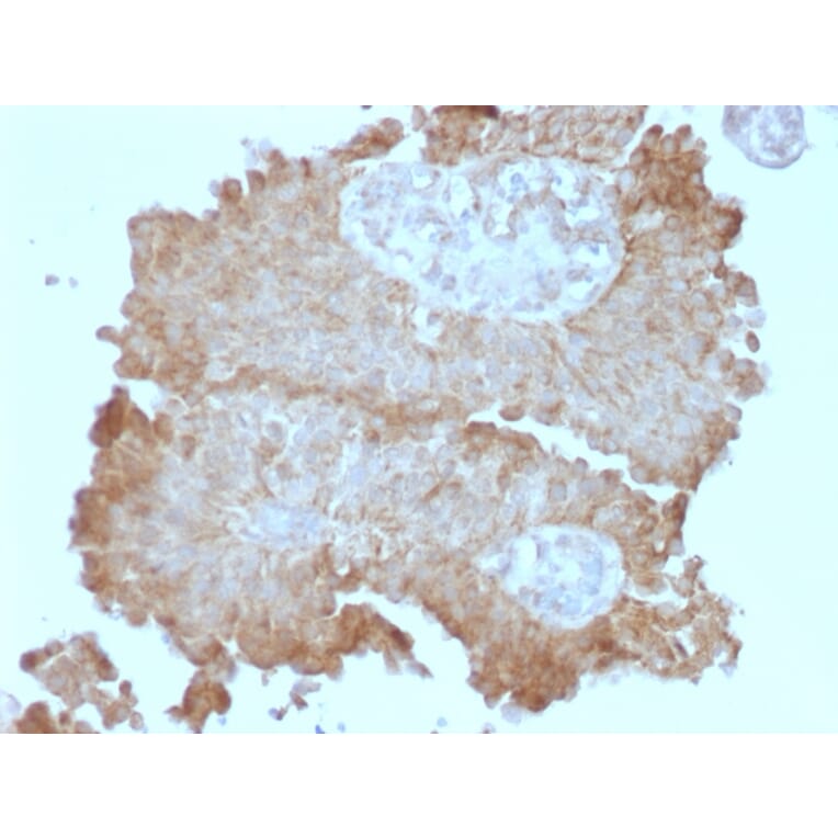 Immunohistochemistry - Anti-FAT2 Antibody [8C5] (A248527) - Antibodies.com