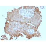 Immunohistochemistry - Anti-FAT2 Antibody [8C5] (A248527) - Antibodies.com