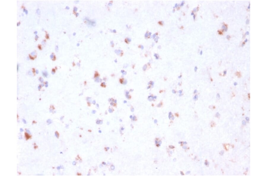 Immunohistochemistry - Anti-FCGRT Antibody [FCGRT/2932] (A248538) - Antibodies.com