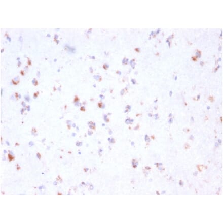 Immunohistochemistry - Anti-FCGRT Antibody [FCGRT/2932] (A248538) - Antibodies.com