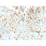 Immunohistochemistry - Anti-FCGRT Antibody [FCGRT/2932] (A248538) - Antibodies.com