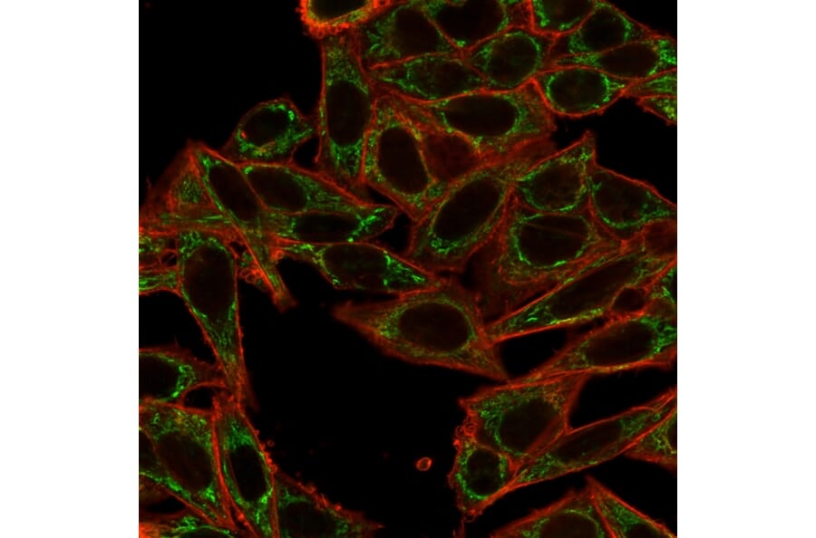 Immunofluorescence - Anti-SIRT2 Antibody [PCRP-SIRT2-1A8] (A248540) - Antibodies.com