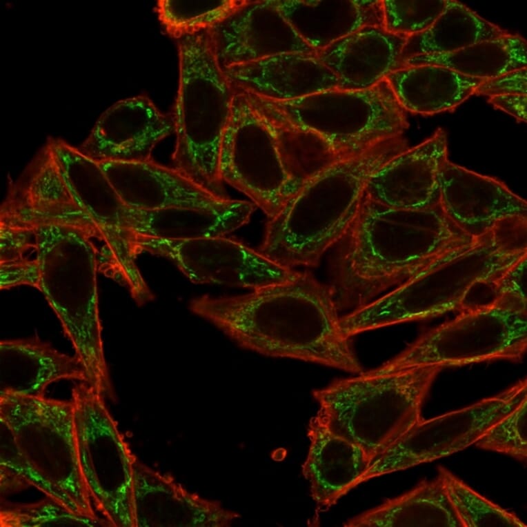 Immunofluorescence - Anti-SIRT2 Antibody [PCRP-SIRT2-1A8] (A248540) - Antibodies.com