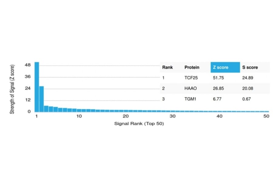 Protein Array - Anti-TCF25 Antibody [PCRP-TCF25-1A11] (A248540) - Antibodies.com