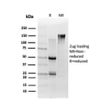 SDS-PAGE - Anti-TCF25 Antibody [PCRP-TCF25-1A11] (A248541) - Antibodies.com