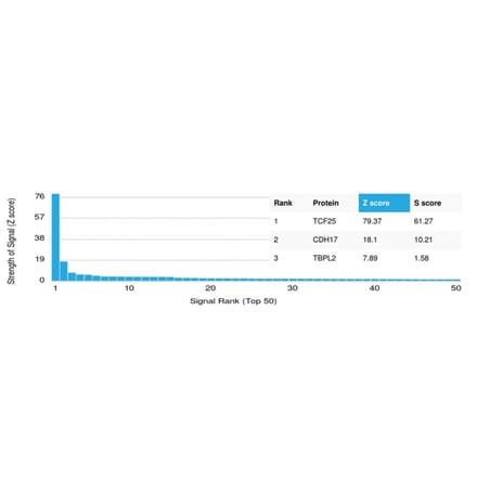 Protein Array - Anti-TCF25 Antibody [PCRP-TCF25-1F12] (A248541) - Antibodies.com