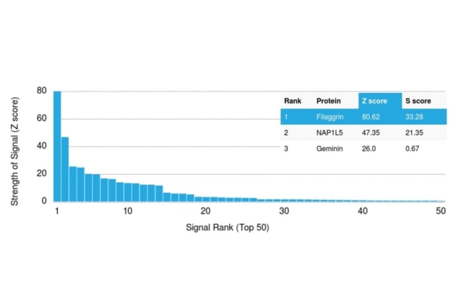 Protein Array - Anti-Filaggrin Antibody [FLG/1945] (A248546) - Antibodies.com