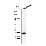 Western Blot - Anti-MelanA Antibody [rMLANA/788] (A248552) - Antibodies.com