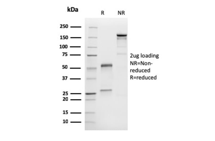 SDS-PAGE - Anti-MelanA Antibody [M2-9E3] (A248556) - Antibodies.com